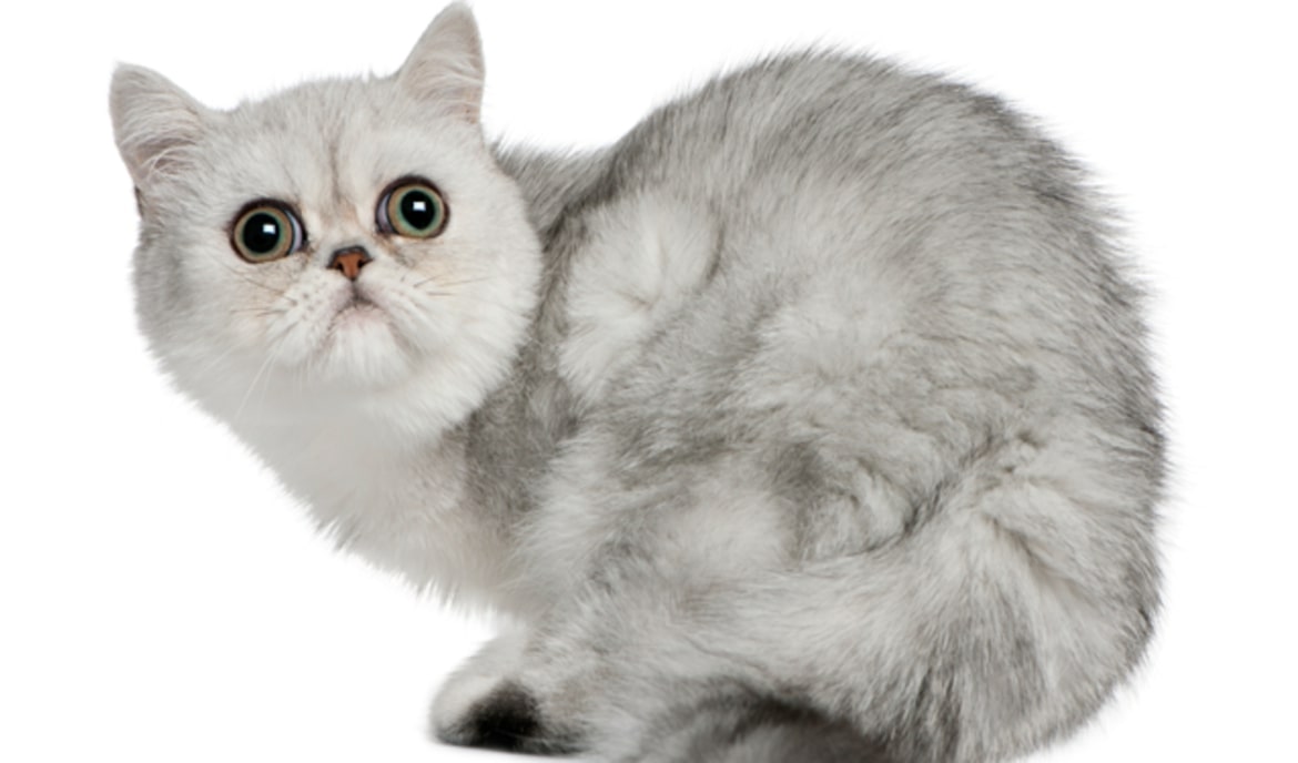 Exotische korthaar: Kattenvoer en rasportret